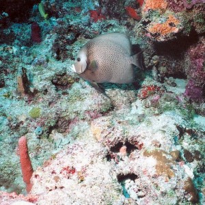 Gray Angelfish