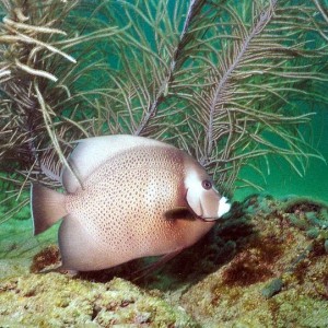 Gray Angelfish