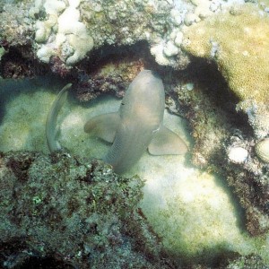 Nurse Shark