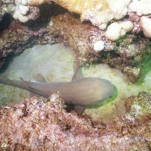 Nurse Shark