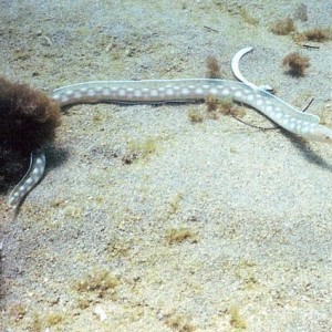 Spotted Eel