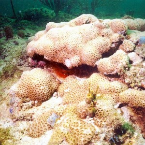 Pompano Reef