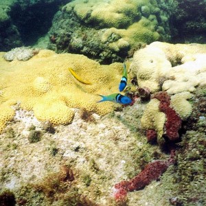 Pompano Reef