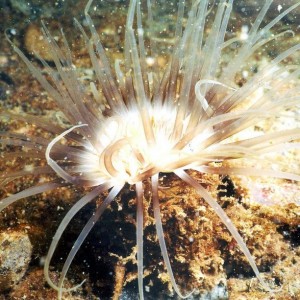 Venice Anemone