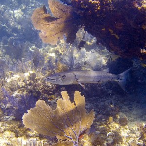 Barracuda at N. Dry Rocks