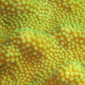 Boulder Star Coral