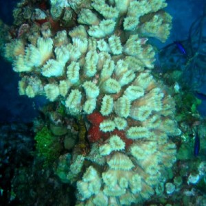 Flower Coral