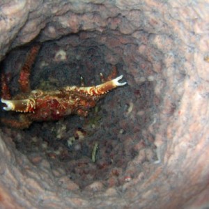 Crab in a Barrel