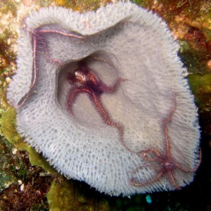 Sponge Brittle Stars