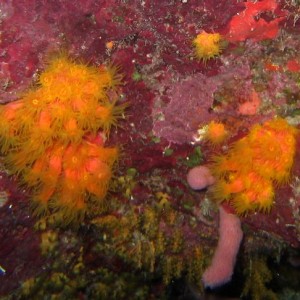 Orange Cup Coral