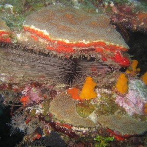 Long Spined Sea Urchin