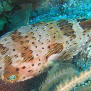 Balloonfish