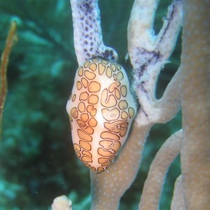 Flamingo Tongue