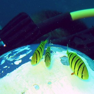 Golden Trevally ~ Followed me around the whole dive!