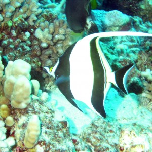 maui reef fish