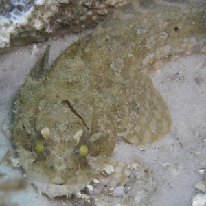 toadfish destin jetties