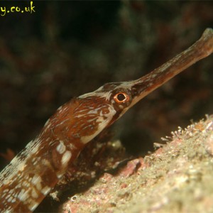 Greater Pipefish