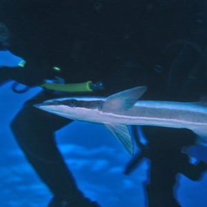 "friendly" remora