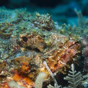 stonefish - belize