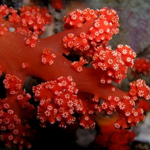 Delicate Soft Coral