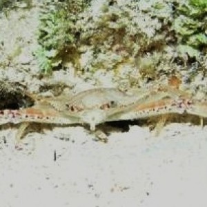 Crab - Belize