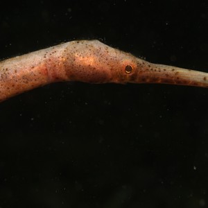 Short-Tailed Pipefish
