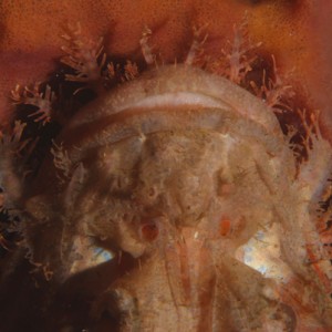 Tassled (Smallscale) Scorpionfish