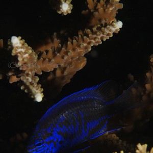 Damselfish in Staghorn Coral