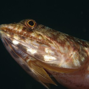 Reef Lizardfish