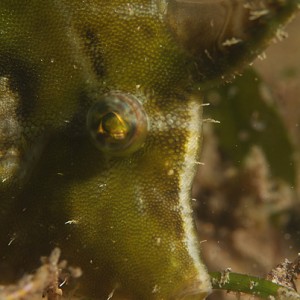 Filefish in Seagrass