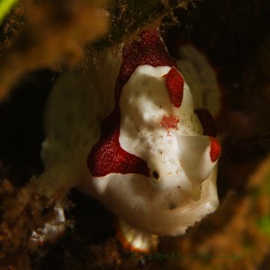 Painted Frogfish in Seagrass