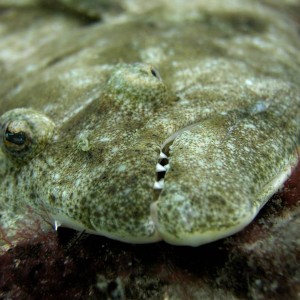 flounder smile - destin jetties