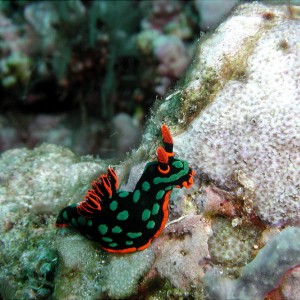 Psychedelic Nudi - PNG