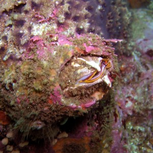 Acorn Barnacle