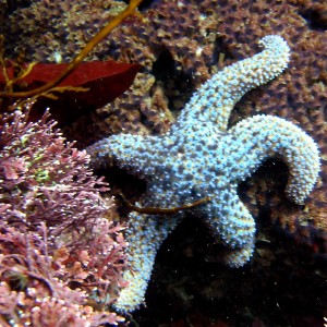 Ochre Starfish