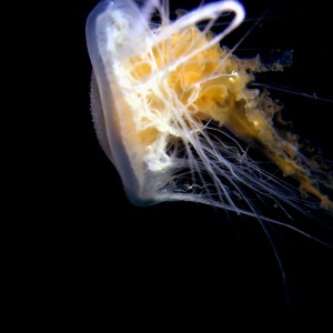 Jelly_Fish