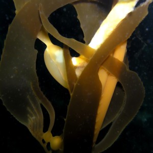 kelp