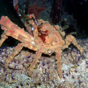 Martin_King_Crab