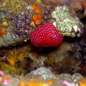 Strawberry  Anemone (closed) and Acorn Barnacle