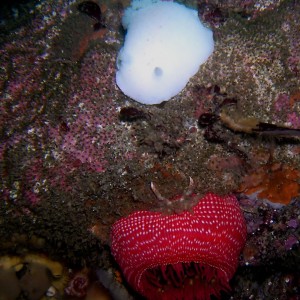 White Nudibranch