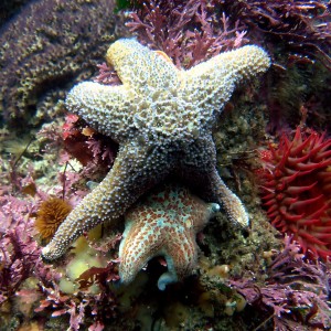 Ochre Starfish