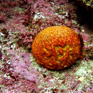 Orange Puff Ball Sponge