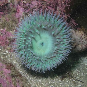 Giant Green Anemone