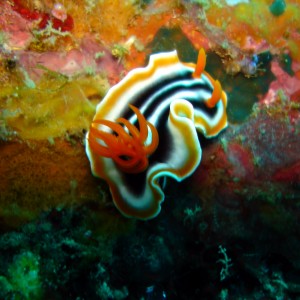 Chromodoris magnifica