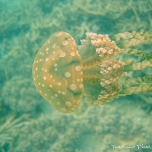 jellyfish