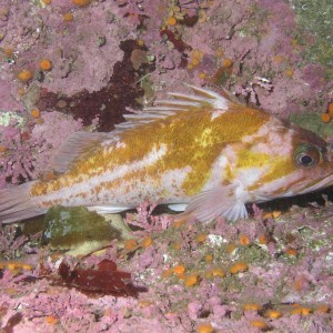 Copper Rockfish