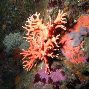 Pink Hydrocoral