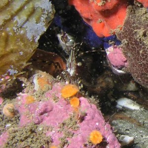 Coonstripe Shrimp