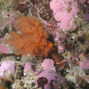 Orange Sea Cucumber