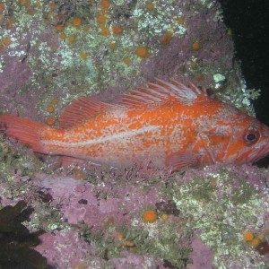 Canary Rockfish